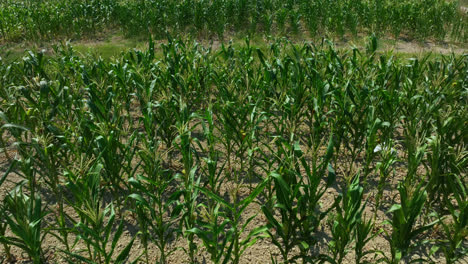 Drone-flying-backwards-over-a-corn-field,-waving-in-the-summer-breeze,-sunny-day