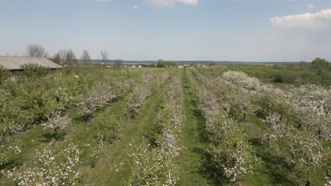 Blossoming-fruit-trees-in-apple-orchard-in-Pomeranian-Voivodeship