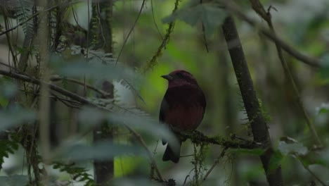 Pájaro-Pinzón-De-Pecho-Oscuro-En-Nepal