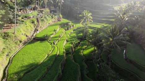 Rising-Aerial-Drone-Tegalalang-Rice-Terrace-Field,-Ubud,-Bali,-Indonesia-with-sunflare