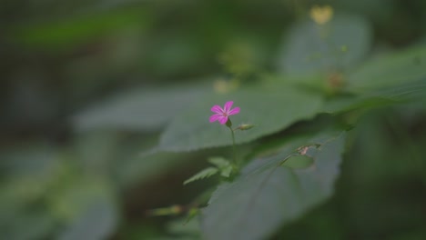 Kleine-Rosa-Blume-In-Einem-Dunkelgrünen-Wald