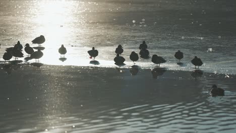 Ducks-occupy-the-ice-near-an-ice-hole-on-a-small-pond,-sitting-and-walking