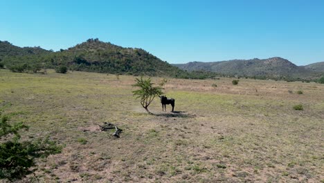 ñus-Salvajes-En-Rustenburg,-En-El-Noroeste-De-Sudáfrica