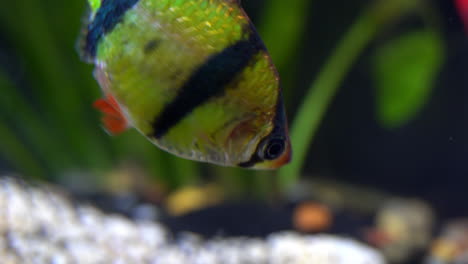 Ein-Tigerbarbe-Und-Ein-Tetra-Schwimmen-In-Einem-Süßwasseraquarium