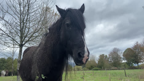 Amazing-medium-shot-of-a-beautiful-black-horse-in-a-quiet-open-field-during-the-morning-in-Spain