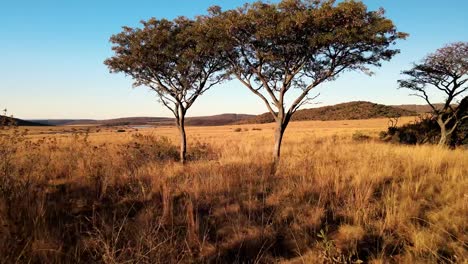 Einsame-Fliederbäume-Bei-Sonnenuntergang,-Afrikas-Ruhige-Savanne-Bei-Sonnenuntergang,-Fängt-Die-Schönheit-Der-Natur-Ein