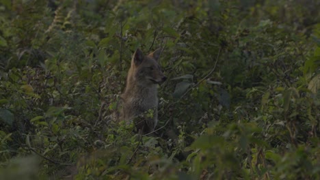 El-Chacal-Dorado,-También-Llamado-Chacal-Común,-Es-Un-Cánido-Parecido-A-Un-Lobo-Originario-De-Eurasia.