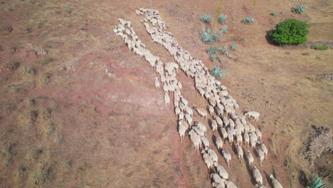 Ovejas-En-Movimiento:-Trashumancia-Con-Drones-En-Gran-Canaria