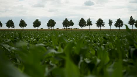 Green-cornfield-foreground-with-blurred-truck-transport-on-road-and-row-of-trees-under-cloudy-sky,-focus-on-lush-field