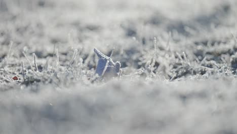 Eine-Dünne-Schicht-Raureif-Auf-Dem-Zerbrechlichen,-Verdorrten-Gras