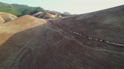 Sheep-Path-from-Above:-Transhumance-in-the-Mountains-of-Gran-Canaria