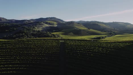 Drive-by-of-vineyards-in-Sonoma,-California-at-Sunrise