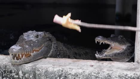 Young-crocodile-is-fed-chicken-feet-at-crocodile-farm-in-Mexico