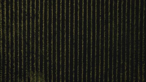 Aerial-of-a-vineyard-in-Sonoma,-California-at-Sunrise