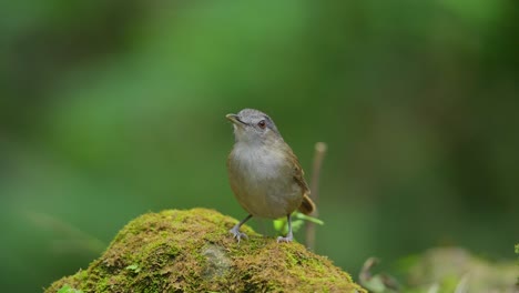 a-Horsfield's-babbler-chick-was-perched-on-a-mossy-rock,-then-its-parents-came-to-feed-it