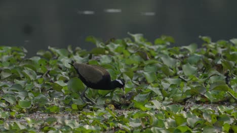 Der-Bronzeflügel-Blatthühnchen-Ist-Ein-Watvogel-Aus-Der-Familie-Der-Jacanidae