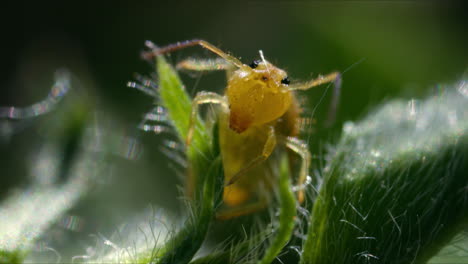 Makro-Ansicht-Von-Kopf-Und-Fühlern-Eines-Gelben-Kugelförmigen-Springschwanzes-Auf-Einer-Pflanze