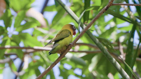 Black-cheeked-Lovebird-Walking-on-Tropical-Tree-Twig-on-Sunny-Day