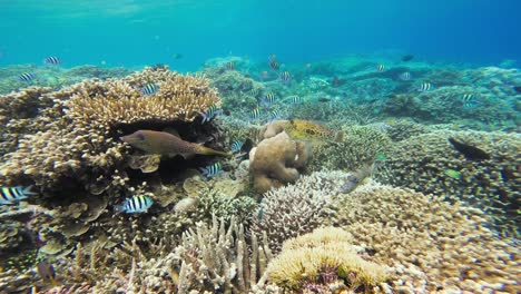 A-scrawled-filefish-in-a-coral-reef-in-Raja-Ampat,-Indonesia