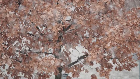 A-young-oak-tree-stands-resilient-in-a-snowstorm,-its-branches-swaying-amidst-the-swirling-snow