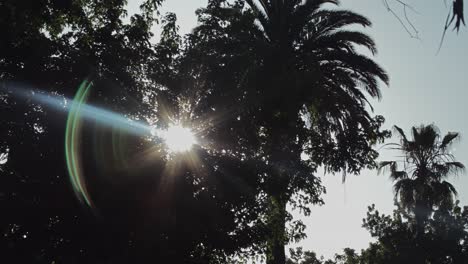 Llamarada-Solar-A-Través-De-Los-árboles-En-El-Ayuntamiento-En-El-Centro-De-Sonoma,-California