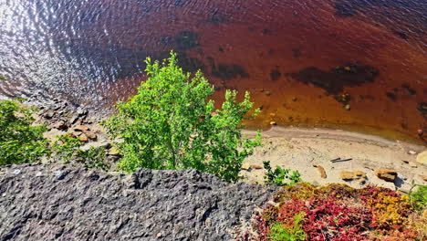 Türisalu-cliff-in-estonia-with-a-lush-green-tree,-colorful-plants,-and-rocky-shoreline,-aerial-view