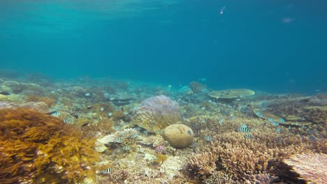 Un-Bullicioso-Arrecife-De-Coral-Repleto-De-Una-Multitud-De-Peces-Sargentos-Mayores-Nadando-En-Armonía-Mientras-La-Cámara-Se-Desliza-Sobre-El-Fondo