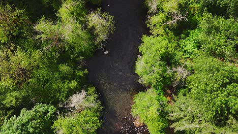 Scenic-aerial-bird's-eye-view-flying-over-Cedar-River-and-lush-green-tree-tops-in-Washington-State