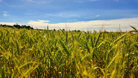 Golden-wheat-field-under-a-bright-blue-sky-in-Latvia