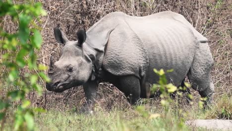 Großes-Panzernashorn-Von-Nepal