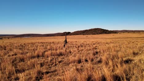 Solitary-Giraffe-standing-in-the-golden-African-savannah-at-sunset,-captured-by-a-circling-drone