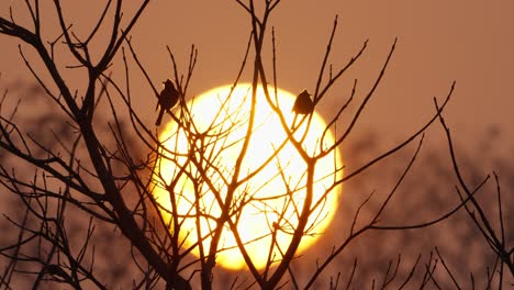 Pájaros-Al-Atardecer-Con-árbol