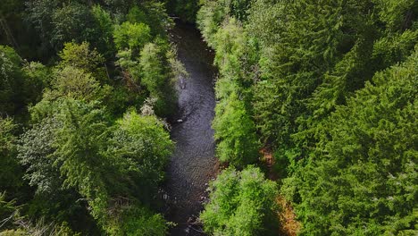 Toma-Aérea-Panorámica-Sobrevolando-El-Suave-Río-Cedar-Rodeado-De-Un-Exuberante-Bosque-Verde-En-El-Estado-De-Washington.