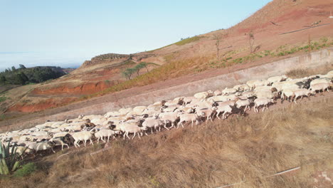 Foto-Fantástica-De-Un-Rebaño-De-Ovejas-Caminando-Por-Las-Calles-De-Un-Pequeño-Pueblo-En-La-Isla-De-Gran-Canaria.