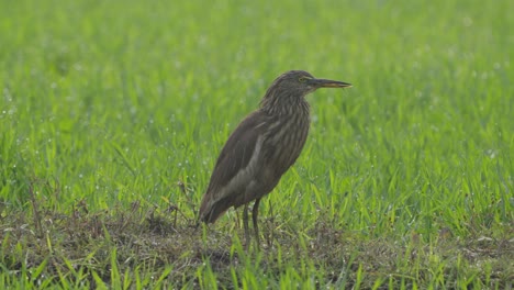 Garza-De-Estanque-India-En-Nepal