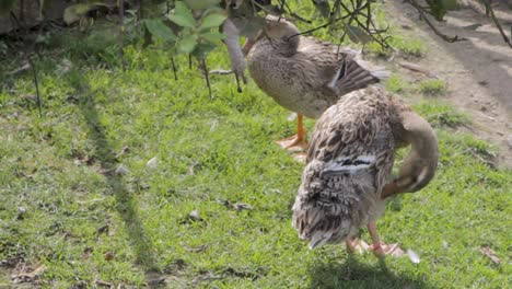 Two-ducks-foraging-on-green-grass-in-a-sunny-garden