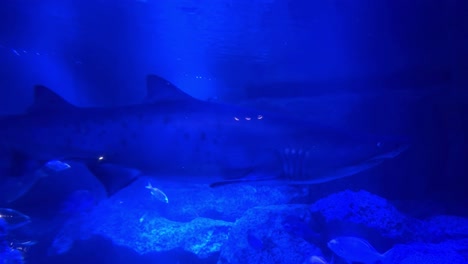 Haie-Schwimmen-Anmutig-In-Einem-Tiefblauen-Ozeanaquarium,-Das-Durch-Unterwasserlichter-Beleuchtet-Wird