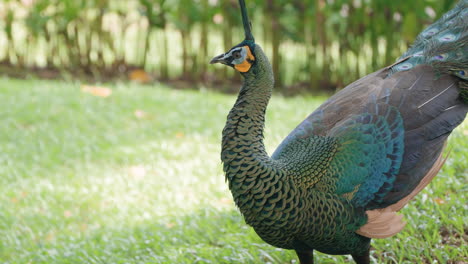 Green-peafowl-or-Indonesian-peafowl-foraging-in-the-grass-outdoors-at-Bali-Safari-and-Marine-Park-in-Siangan