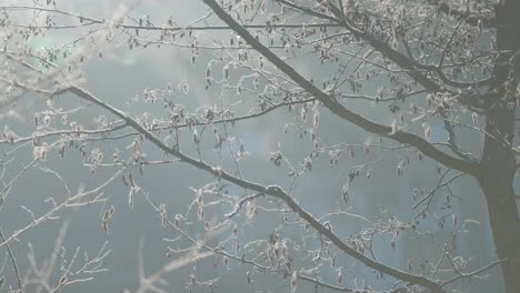 In-a-close-up-parallax-shot,-slender-branches-adorned-with-withered-leaves-are-coated-in-a-thin-layer-of-hoarfrost