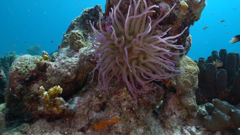 Una-Hermosa-Anémona-Púrpura-Se-Balancea-En-Las-Cristalinas-Aguas-Del-Mar-Caribe