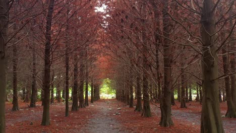 Aerial-reverse-flyover-a-tranquil-forest-path-lined-with-autumnal-Bald-Cypress-trees,-under-a-natural-canopy-of-bare-branches,-with-dappled-sunlight-filtering-through-the-deciduous-conifer-forests