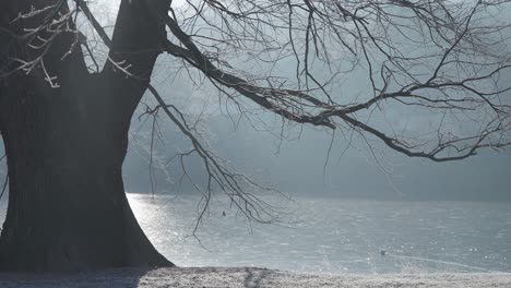 An-old-oak-tree-stands-on-the-bank-of-a-frozen-pond,-its-branches-nearly-touching-the-ice-as-the-sun-shines-on-the-surface-through-the-thin-layer-of-fog