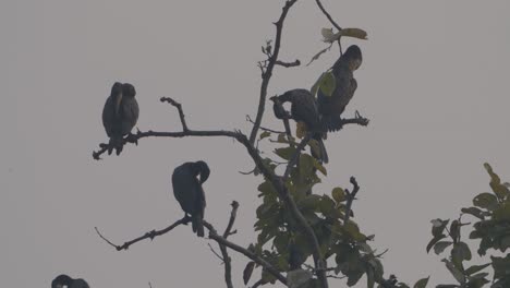 group-of-Great-cormorant-birds