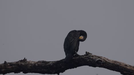 Great-cormorant-birds-in-Nepal