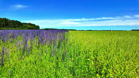 Lila-Und-Gelbe-Wildblumen-Blühen-Unter-Einem-Strahlend-Blauen-Himmel-Auf-Einem-Riesigen-Lettischen-Feld