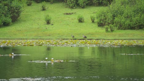 Purple-lotus-water-lily-blooming-on-pond-surface,-Ducks-on-the-lake-shore