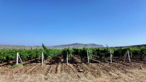 Rows-of-grapevines-in-a-vineyard-with-a-mountain-range-in-the-background,-under-a-clear-blue-sky