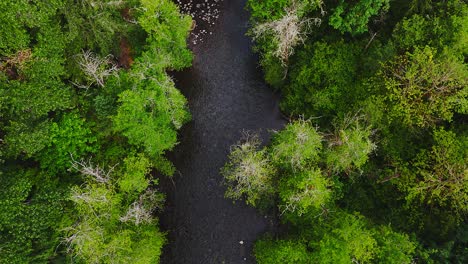 Descending-scenic-shot-of-Cedar-River-and-lush-green-forest-in-Washington-State