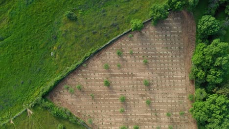 flight-in-overhead-view-with-drone-where-we-see-a-recently-plowed-farm-of-vineyards-with-very-striking-shapes-and-next-to-other-plots-with-spectacular-green-there-are-large-ash-trees