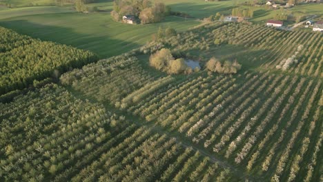 High-aerial-over-rows-of-fruit-trees-in-apple-orchard,-Pomeranian-Voivodeship